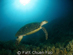 Hawksbill Turtle, Pulau Tenggol, Malaysia by Fatt Chuen Foo 